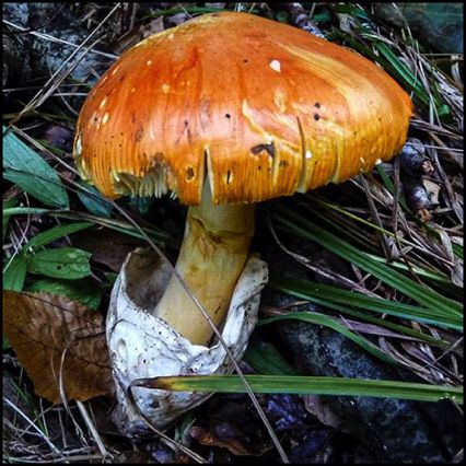 Amanite des Césars, 
Amanita caesarea,
Gevrey-Chambertin